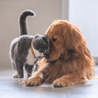 Geschenke für Tierliebhaber Geschenke für Tierliebhaber